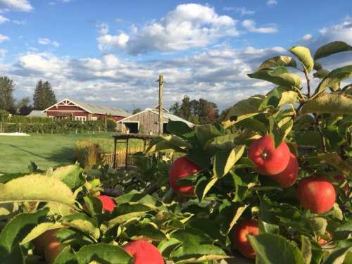 A scenic orchard with red apples in the foreground, barns in the background, and a blue sky with fluffy clouds.