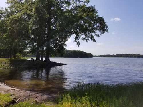 A serene lake view with trees on the shore, clear blue sky, and gentle ripples on the water's surface.