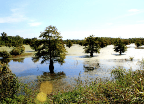 A serene wetland scene with cypress trees reflected in calm water, surrounded by lush greenery and a clear blue sky.
