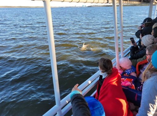 A group of people on a boat watch a dolphin swimming near the surface of the water.