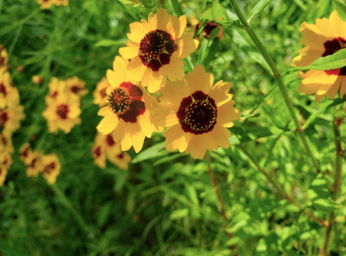 Bright yellow flowers with dark red centers surrounded by lush green foliage.