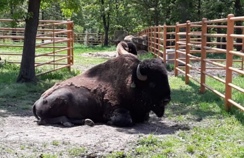 A bison resting on the ground in a fenced area surrounded by trees and grass.