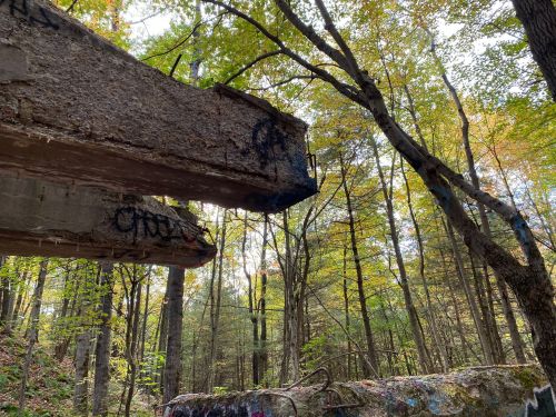 Graffiti-covered concrete structures amidst vibrant autumn trees in a forest.