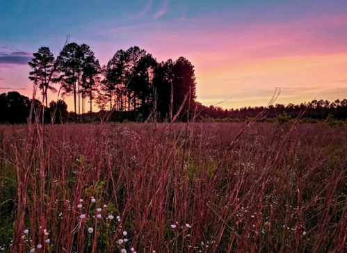 A vibrant sunset over a grassy field with wildflowers and silhouetted trees in the background.