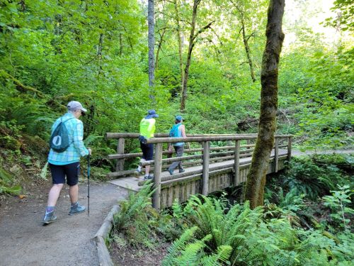Three hikers crossing a wooden bridge in a lush, green forest. Ferns line the path, creating a serene nature scene.