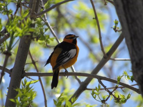 A colorful bird with orange and black plumage perched on a branch among green leaves against a blue sky.