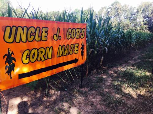 Bright orange sign for "Uncle J. Cob's Corn Maze" with an arrow pointing left, surrounded by tall corn plants.