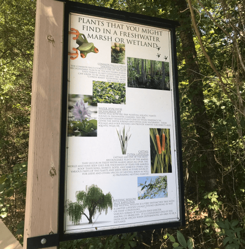 Signboard listing plants found in freshwater marshes or wetlands, featuring images and descriptions of various species.
