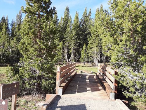 A wooden bridge leads into a forest of tall green trees under a clear blue sky.