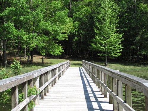 A wooden bridge leads into a lush green forest, surrounded by trees and reflecting water on either side.