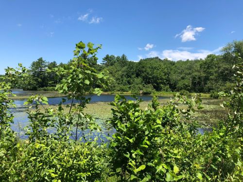 A serene pond surrounded by lush greenery and trees under a clear blue sky with a few clouds.