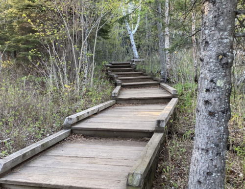 A wooden boardwalk winding through a lush forest with trees and greenery on either side.