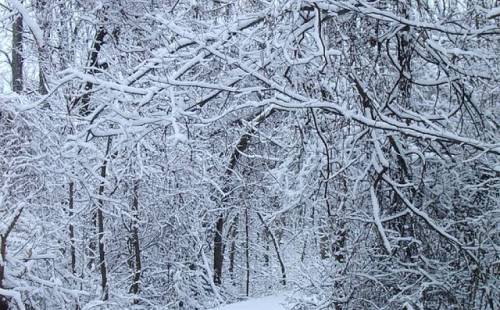 A snowy forest scene with trees covered in thick white snow, creating a serene winter landscape.