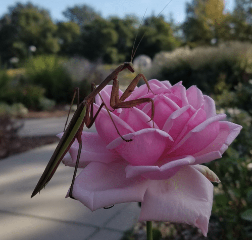 A praying mantis perched on a pink rose in a garden, surrounded by greenery and soft sunlight.