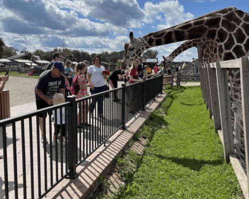 A giraffe leans over a fence as visitors, including children, gather to observe and interact with it at a zoo.
