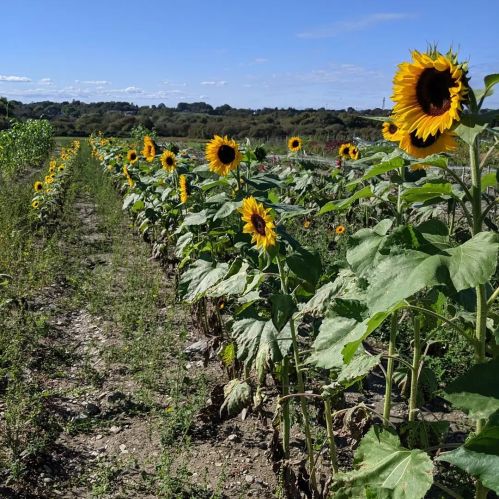 A vibrant field of sunflowers stretches towards a clear blue sky, with rows of green plants on either side.