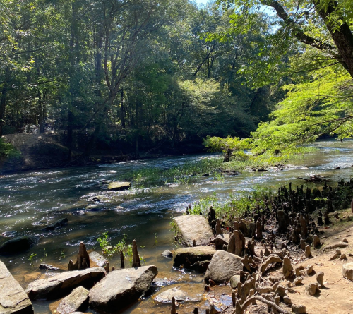 A serene river scene surrounded by lush greenery and rocky banks, with sunlight filtering through the trees.