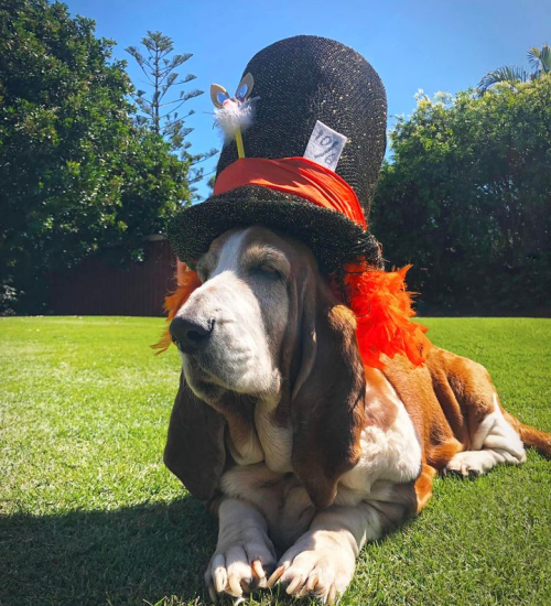 A basset hound wearing a tall, sparkly black hat with orange feathers, lounging on green grass under a clear blue sky.