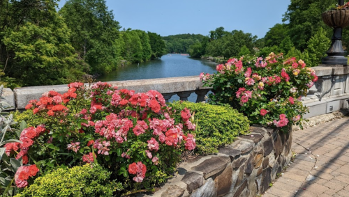 A scenic view of a river surrounded by lush greenery and vibrant pink and orange flowers along a stone railing.