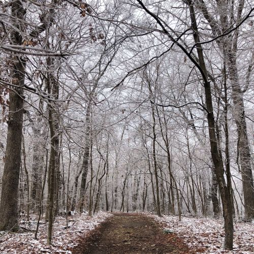 A serene forest path lined with bare trees, lightly dusted with frost, creating a tranquil winter atmosphere.