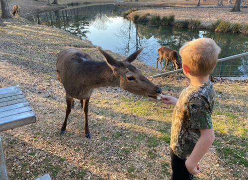 A child in a camo shirt feeds a deer by a pond, with another deer in the background.