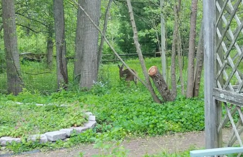 A deer stands among trees and greenery in a forested area, with a stone circle and a cut tree stump nearby.