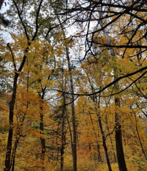 A forest scene with tall trees displaying vibrant autumn leaves in shades of yellow and orange.