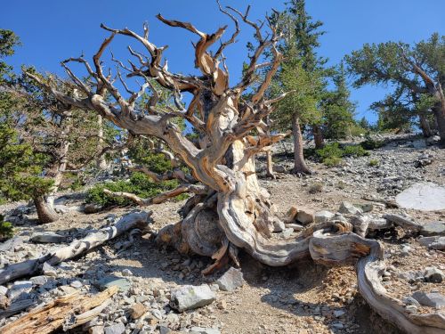 A gnarled, ancient tree with twisted branches stands on rocky terrain, surrounded by sparse greenery under a clear blue sky.