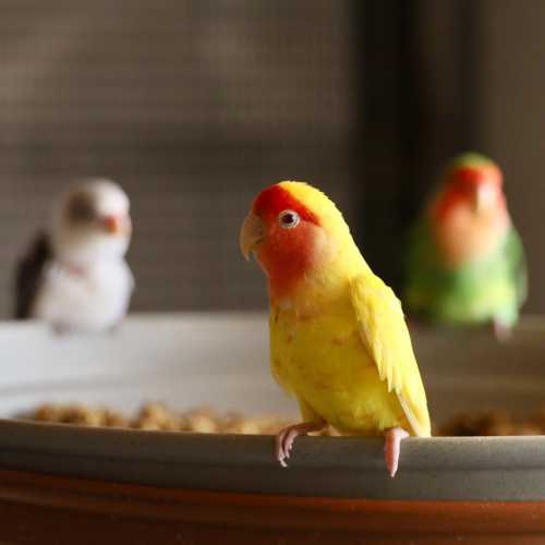 A close-up of colorful birds, including a yellow bird with a red face, in a birdcage setting.