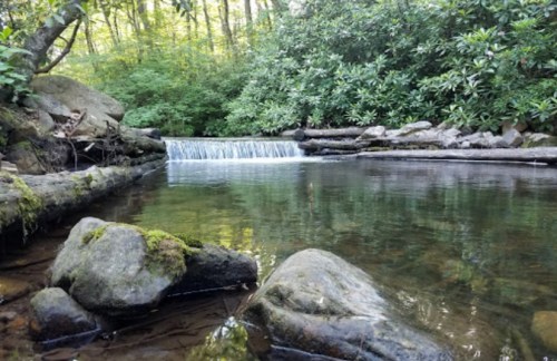 A serene stream flows over rocks, surrounded by lush greenery and trees, creating a peaceful natural scene.