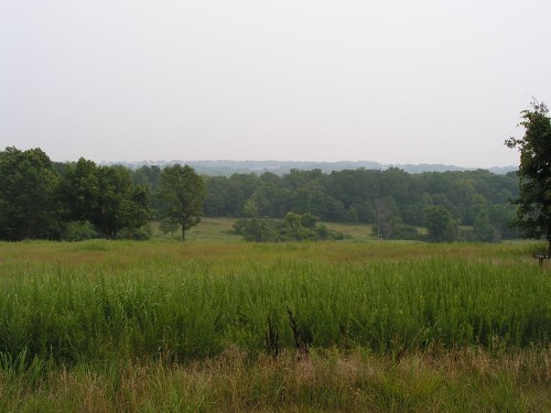 A hazy landscape featuring a grassy field in the foreground and a dense tree line in the background.