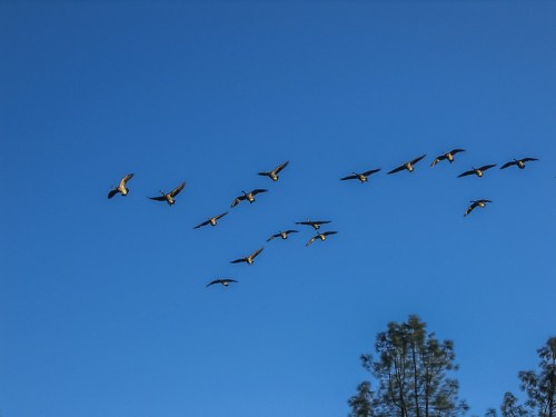 A flock of birds flying in a V formation against a clear blue sky.