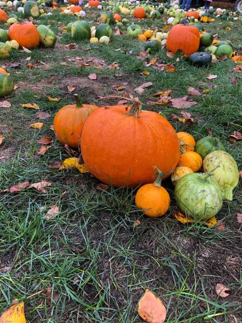 A variety of pumpkins and gourds scattered on grass, with orange and green hues among fallen leaves.