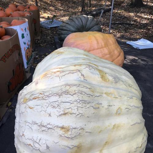 A variety of large pumpkins displayed outdoors, with a white pumpkin in the foreground and orange pumpkins in the background.