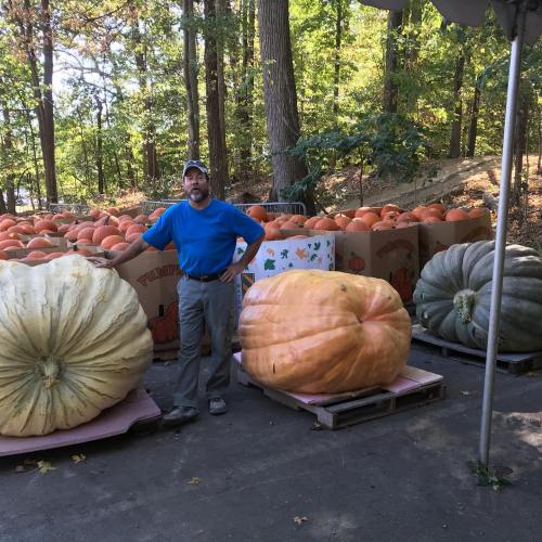 A man stands among large pumpkins in a wooded area, showcasing various sizes and colors of pumpkins for sale.