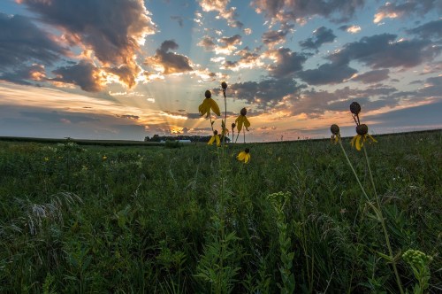 A field of wildflowers in the foreground with a vibrant sunset and clouds in the background.