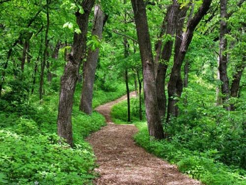 A winding dirt path through a lush green forest, surrounded by tall trees and vibrant foliage.