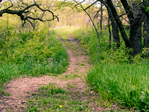 A winding dirt path through lush greenery and trees, leading into a bright, open area.