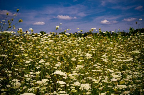 A vibrant field of white flowers under a blue sky with fluffy clouds, creating a serene natural landscape.