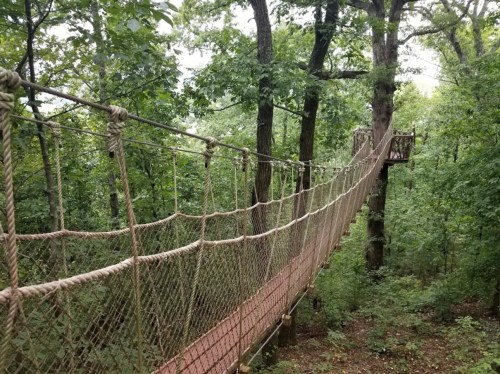 A rope bridge suspended between trees, surrounded by lush green foliage in a forested area.