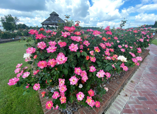 A vibrant rose garden with pink and white blooms, set against a blue sky with fluffy clouds.