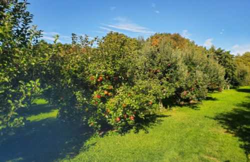 A sunny orchard with rows of apple trees, lush green grass, and a clear blue sky.