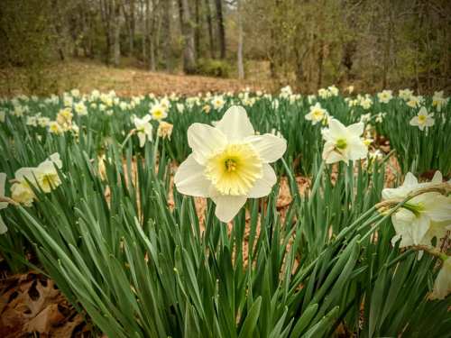 A field of blooming white daffodils surrounded by green leaves and fallen leaves in a wooded area.