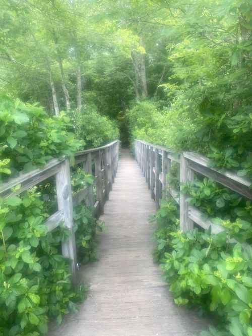 A wooden bridge surrounded by lush green foliage, leading into a serene, wooded area.