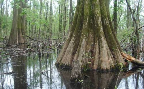 A serene wetland scene featuring large cypress trees reflected in still water, surrounded by lush greenery.