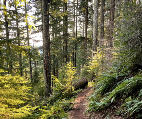 A serene forest path surrounded by tall trees and lush greenery, with sunlight filtering through the leaves.