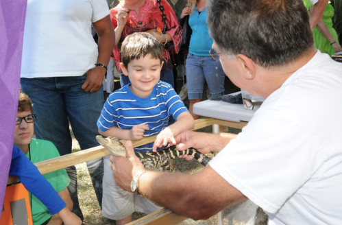 A child smiles while gently touching a small alligator held by an adult at an outdoor event with a crowd in the background.