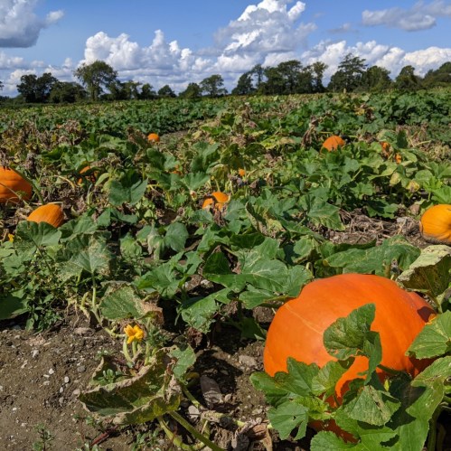 A field of vibrant orange pumpkins surrounded by green vines under a blue sky with fluffy clouds.