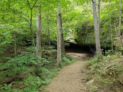A forest path leads to a dark cave entrance, surrounded by lush green trees and foliage.