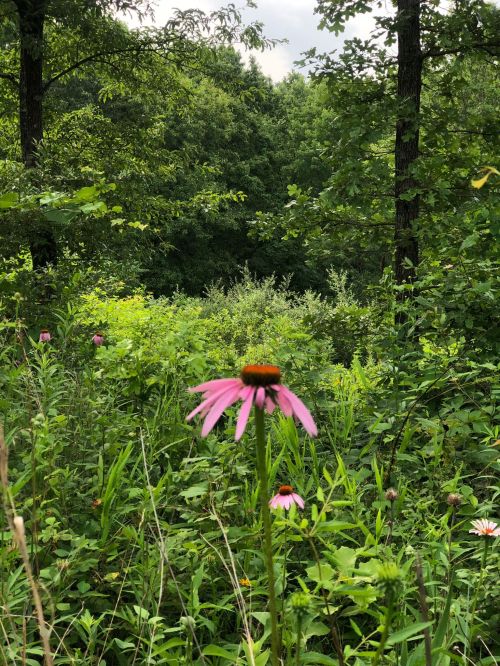 A vibrant pink flower stands in a lush green field, surrounded by trees and other wildflowers under a cloudy sky.